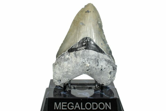 Serrated, Fossil Megalodon Tooth - North Carolina #272393
